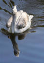 The pelican