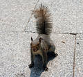 Squirrel