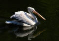 The pelican