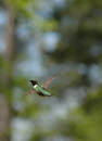 Hummingbird at the feeder