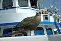 Seagull