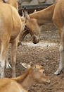 Competing deers