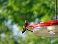 Hummingbird closeup