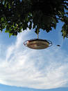 Hummingbird Right On Target!