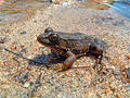 Leapord frog on the Beach