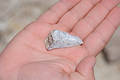 Shark tooth in Hand
