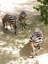 Striped Behinds