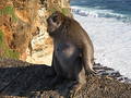 Monkey On the Edge