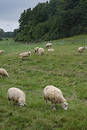 Sheep Landscape