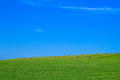 Green field and hale bales