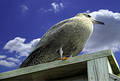 Pirched Bird