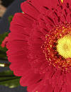 Red flower