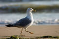 Running seagull