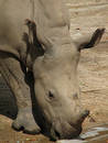 White Rhinoceros