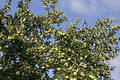 Apple-tree 1