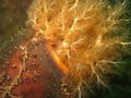 Sea cucumber