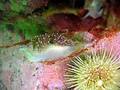 Red Gilled Nudibranch