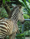 Zebra 3