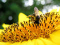 Bee and sunflower 4