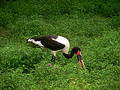 Bird eating