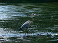 Gone fishing