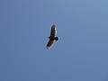 Soaring on by
