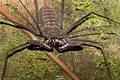 Not a Whip Scorpion