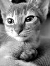 Midnight Cat 1