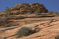 Canyon Landscape - Zion