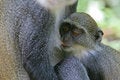 Stock Photography - Monkey infant suckling