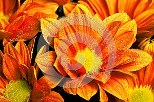 Free Stock Image: Calendula officinalis orange. Image: 24784096