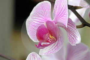 Stock Images: Orchid3 Picture. Image: 250624