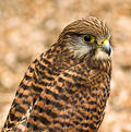 Falcon