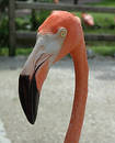 An aggressive  Flamingo