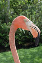 Pink Flamingo in profile