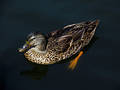 Mallard Duck