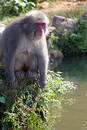 Macaque by a pond