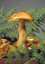Mushroom