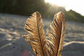 Feathers against the sun