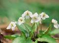 Wild Flowers