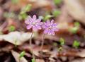 Wild Flowers