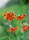 Wild Flowers