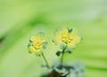 Wild Flowers