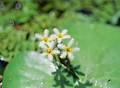Wild Flowers