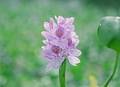 Wild Flowers