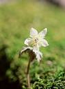Wild Flowers