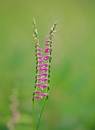 Wild Flowers
