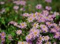 Wild Flowers