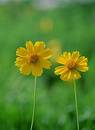 Wild Flowers