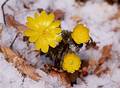 Wild Flowers